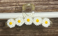 Hair Claw / Clip - Daisies